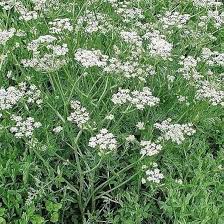 Attēlu rezultāti vaicājumam “Carum carvi”