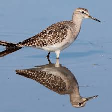 Attēlu rezultāti vaicājumam “Tringa glareola”