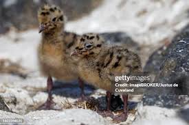 Attēlu rezultāti vaicājumam “Larus ridibundus juvenile”