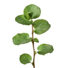 Attēlu rezultāti vaicājumam “Pyrola chlorantha leaf”