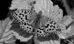 Attēlu rezultāti vaicājumam “Argynnis adippe”