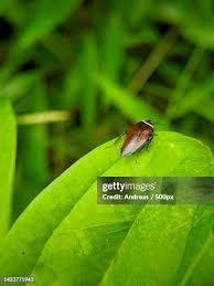 Attēlu rezultāti vaicājumam “Ectobius sylvestris”