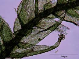 Attēlu rezultāti vaicājumam “Plagiothecium latebricola”