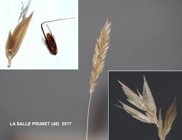 Attēlu rezultāti vaicājumam “Anthoxanthum odoratum fruit”