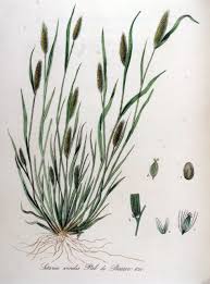 Attēlu rezultāti vaicājumam “Setaria viridis”