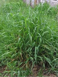 Attēlu rezultāti vaicājumam “Elytrigia repens leaf”