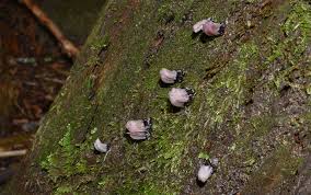 Attēlu rezultāti vaicājumam “Stemonitis flavogenita stalked”