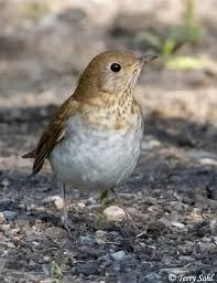 Image result for Catharus fuscescens