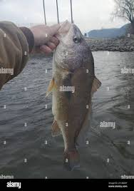 Image result for Aplodinotus grunniens