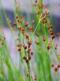 Attēlu rezultāti vaicājumam “Juncus gerardii bud”