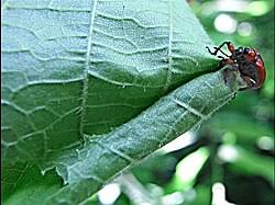 Attēlu rezultāti vaicājumam “Apoderus coryli”
