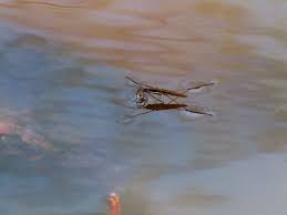 Attēlu rezultāti vaicājumam “Limnoporus rufoscutellatus”