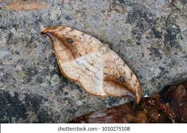 Attēlu rezultāti vaicājumam “Drepana falcataria”