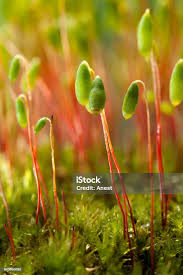 Attēlu rezultāti vaicājumam “Bryum pallens sporophyte”