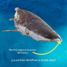 Image result for Nasolamia velox