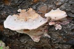 Attēlu rezultāti vaicājumam “Leptoporus mollis”