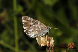 Attēlu rezultāti vaicājumam “Carcharodus floccifera”