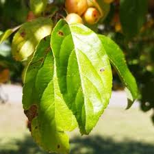 Attēlu rezultāti vaicājumam “Malus prunifolia”