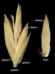 Attēlu rezultāti vaicājumam “Poa nemoralis”