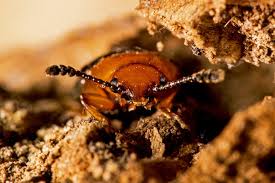 Attēlu rezultāti vaicājumam “Triplax russica”