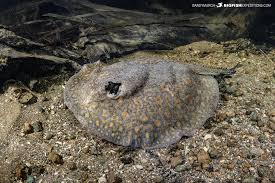 Image result for Styracura pacifica