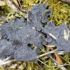 Attēlu rezultāti vaicājumam “Didymiaceae”