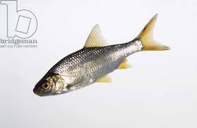 Image result for Rutilus rutilus