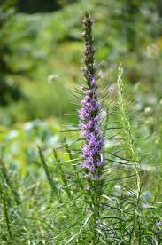 Image result for blazing vantoms