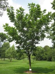 Attēlu rezultāti vaicājumam “Juglans cinerea”