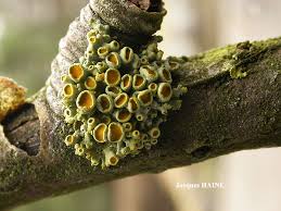Attēlu rezultāti vaicājumam “Xanthoria polycarpa”
