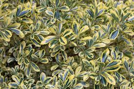 Attēlu rezultāti vaicājumam “Euonymus flower”