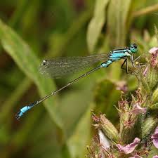 Attēlu rezultāti vaicājumam “Ischnura elegans”