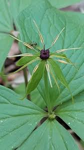 Attēlu rezultāti vaicājumam “Paris quadrifolia”