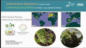 Attēlu rezultāti vaicājumam “Orthotrichum diaphanum sporophyte”