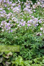 Image result for Geranium `Summer Skies`