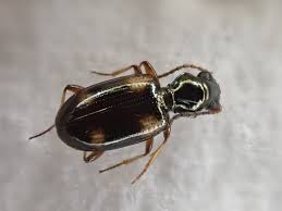 Attēlu rezultāti vaicājumam “Bembidion quadrimaculatum”