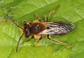 Attēlu rezultāti vaicājumam “Andrena haemorrhoa”