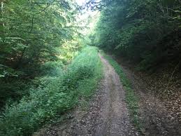 Attēlu rezultāti vaicājumam “Satyrium w-album underside”