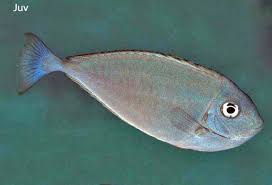 Image result for Naso hexacanthus