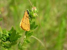 Attēlu rezultāti vaicājumam “Setina irrorella”