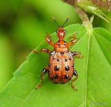 Attēlu rezultāti vaicājumam “Attelabidae”