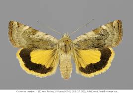 Attēlu rezultāti vaicājumam “Cryptocala chardinyi”