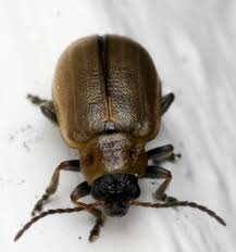 Attēlu rezultāti vaicājumam “Lochmaea caprea”