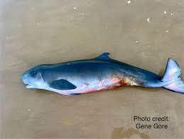 Image result for Kogia breviceps