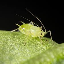 Attēlu rezultāti vaicājumam “Aphodius sp. imago”