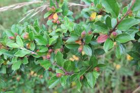 Attēlu rezultāti vaicājumam “Cotoneaster divaricatus fruit”