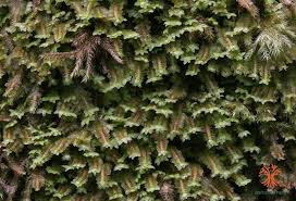 Attēlu rezultāti vaicājumam “Diplophyllum albicans”