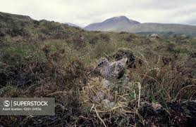 Attēlu rezultāti vaicājumam “Tringa nebularia adult”