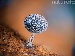 Attēlu rezultāti vaicājumam “Physarum leucophaeum macro”