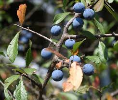 Attēlu rezultāti vaicājumam “Prunus spinosa fruit”